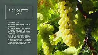 CONGRESSO NAZIONALE AIS 2021 - MASTERCLASS PIGNOLETTO