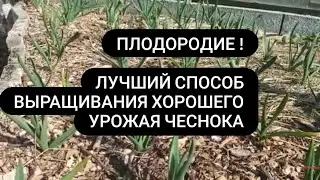 Как вырастить крупный хороший чеснок Живая плодородная грядка почва