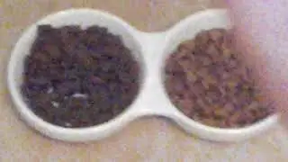 Реакцыя кошки на дримес