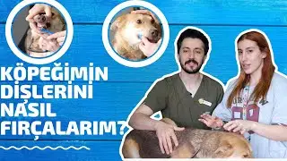 KÖPEKLERİN DİŞLERİ NASIL FIRÇALANIR?