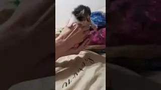 второй котёнок открыл глазки #cat #shorts