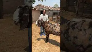 140+ Kg के Goats 