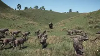 Farcry 4 Bear Scares 50 Wolves