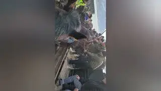 Кокбел айылында Калмамат авабыздын улагы 13:01:2024