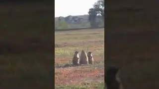 C'mon Down to Prairie Dog Town #prairie #prairiedog #prairiedogtown #Lubbock