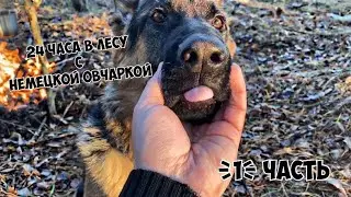 24 часа в лесу с немецкой овчаркой/ готовим Грибной суп/Взял с собой младшего брата/   1 часть