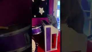 группа *the rock cats*