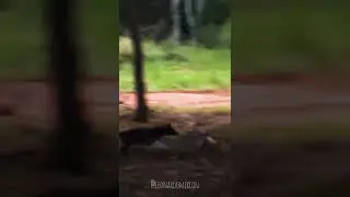 ATAQUE de Cachorro-do-mato ao tatu-galinha!
