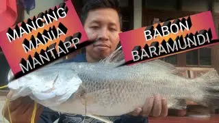 mancing baramundi .baramundi melompat.strike baramundi