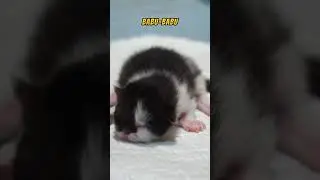 PARA BABU NEBAK 3 KUCING KEMBAR LUCU