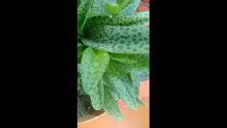 Indoor Plants