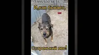 Два малюсеньких комочка шерсти прячут свои мордочки по углам, описавшись от страха 🥺. Старый пес 😥