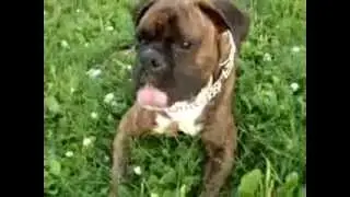 The Boxer dog and the Slide