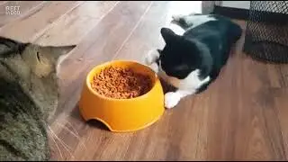 greedy cat