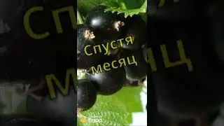 Вино из черной смородины за 60 сек #рецепты