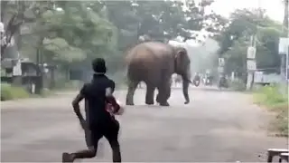 This Elephant Got Its Revenge In The Most Brutal Way