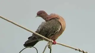 Pomba-asa-branca (Patagioenas picazuro), Name in english: Pigeon