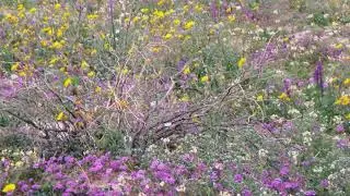 The Southern California super bloom near Hemet