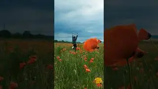 Маковое поле в Крыму❤️