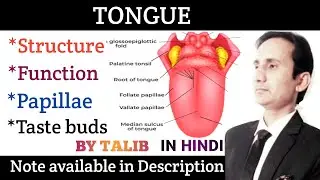 Tongue Anatomy And Physiology In Hindi | Structure  | Function | Papillae of Tongue  | Sense Organs