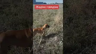 Жадіна говядіна.