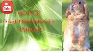 Фото  и  разновидность  зайцев