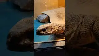 Я боюсь своего варана 😁