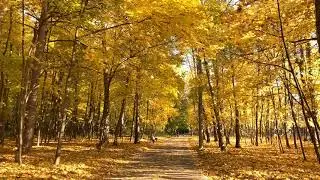 Relaxing Walk and Falling Autumn Leaves, Moscow, Russia, 2021