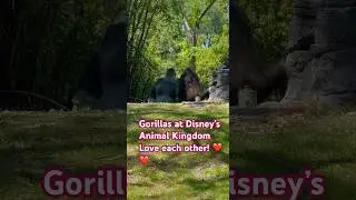 Gorillas at Disney’s Animal Kingdom Love each other! #4k #animals #disneyworld #sweet #love #gorilla