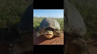 2024 turtle and 5000bc turtle || Past animals ||