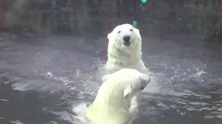 Polar bears 3D anaglyph