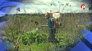 Борьба с борщевиком