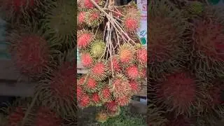 SWEET RAMBUTAN IN DAVAO | FRESH FRUITS #rambutan #sweetfruit #shortvideo