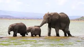 8K VIDEO ULTRAHD 120FPS SLOWMOTION   ULTIMATE AFRICAN WILDLIFE WITH RELAXATION MUSIC   8K TV VIDEO