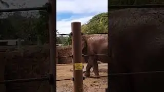 Elephant In A Zoo