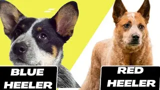 Blue Heeler vs Red Heeler