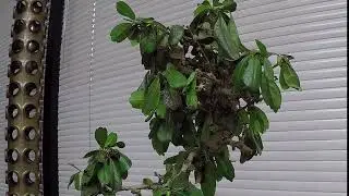 New life after watering