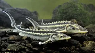 A pond with sturgeons and carps. (The water in the pond is crystal clear.)