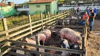 SUÍNOS COM PREÇO BOM EM CARUARU-PE, ALÉM DE CAPRINOS E OVINOS 27-08-2024 #nordeste