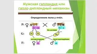 Практическое занятие 11.Биология и генетика пола.