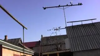 голуби в енакиево, летные, николаевские Олег лепа