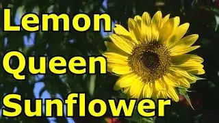 Lemon Queen Sunflower