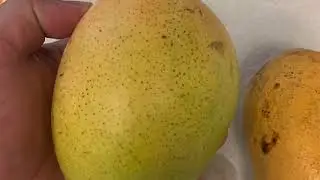Grow Mango from Seeds (Do this its 100 percent success)