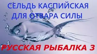 Русская рыбалка 3. Сельдь Каспийская для отвара силы