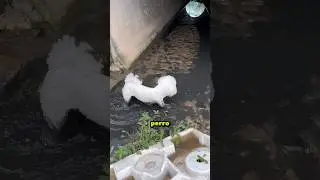 De blanco impecable a marrón total en segundos! 😱🐕
