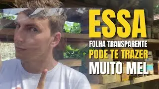 ACETATO: O Segredo das COLÔNIAS TURBINADAS!