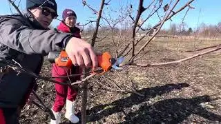 Spring pruning of fruit trees. Spindle method.