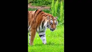 Tiger 246
