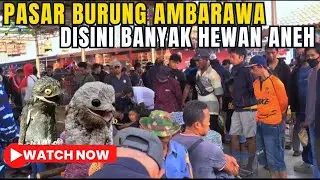 Pasar Hewan Ambarawa Padat Merayap ! #vlog #viral #burung #kicaumania #burungkicau #pasarburung