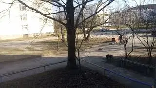 Коты бегут на обед